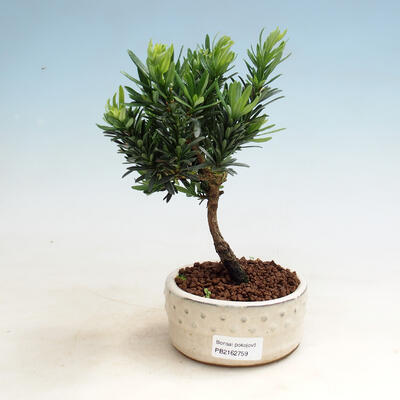 Izbová bonsai-Podocarpus- kamenný tis