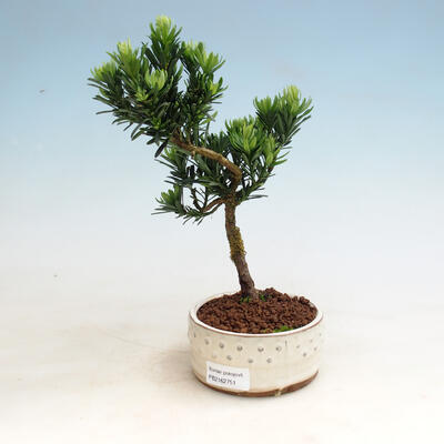 Izbová bonsai-Podocarpus- kamenný tis