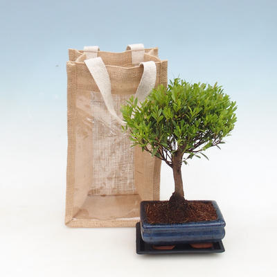 Izbová bonsai v darčekovej taške - JUTA