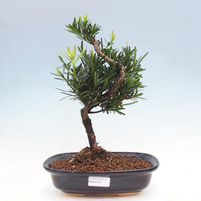 Izbová bonsai - Podocarpus - Kamenný tis - 1