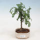 Izbová bonsai - Zantoxylum piperitum - pepřovník - 1/5