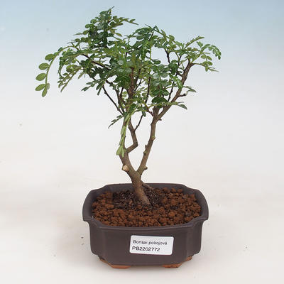 Izbová bonsai - Zantoxylum piperitum - pepřovník - 1