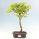 Vonkajší bonsai - Javor palmatum katsura GISAN - Javor dlanitolistý - 1/2