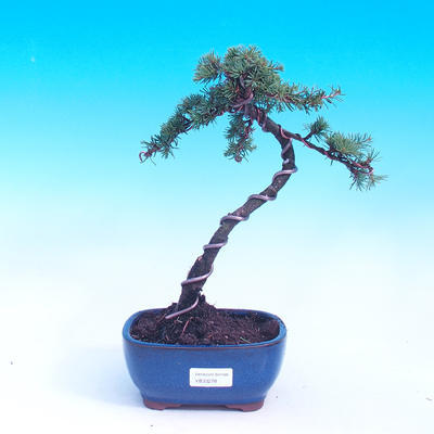 Vonkajšie bonsai - Cedrus libani Braviofolia