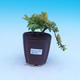 Izbová bonsai - Durant erecta Aurea - 1/3