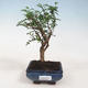 Izbová bonsai - Zantoxylum piperitum - pepřovník - 1/5