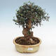 Izbová bonsai - Olea europaea sylvestris -Oliva evropská drobnolistá - 1/3
