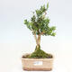Izbová bonsai - Buxus harlandii -korkový buxus - 1/6
