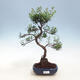 Izbová bonsai - Syzygium - Pimentovník - 1/3