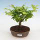 Izbová bonsai - Duranta erecta Aurea - 1/3