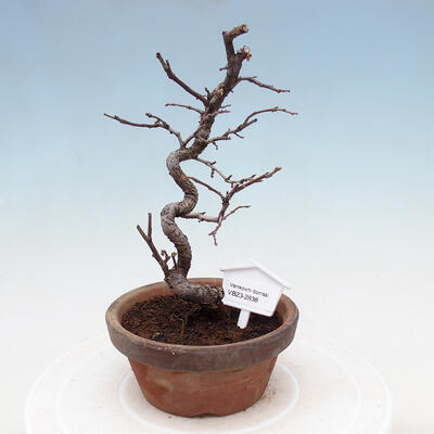 Venkovní  bonsai -  Chaneomeles chinensis - Kdoulovec čínsky - 1