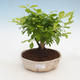 Izbová bonsai - Duranta erecta Aurea - 1/3