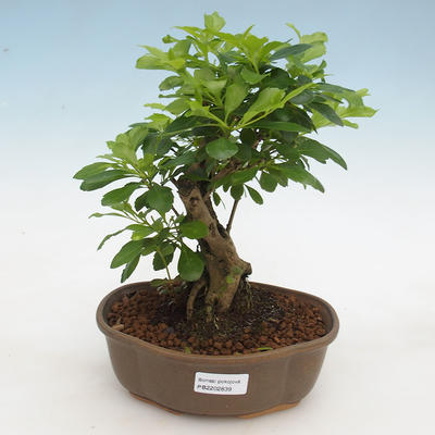 Izbová bonsai - Duranta erecta Aurea - 1