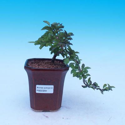 Izbová bonsai - Durant erecta Aurea - 1