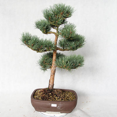 Vonkajšie bonsai - Pinus sylvestris Watereri - Borovica lesná VB2019-26848 - 1