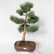 Vonkajšie bonsai - Pinus sylvestris Watereri - Borovica lesná VB2019-26848 - 1/4