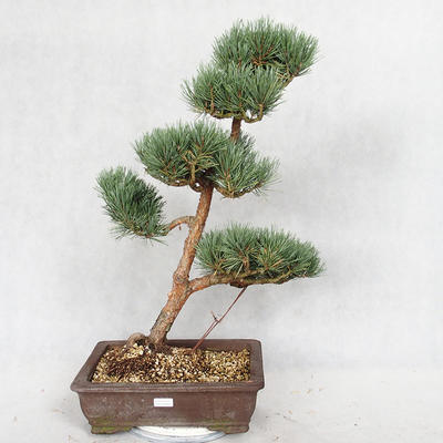 Vonkajšie bonsai - Pinus sylvestris Watereri - Borovica lesná VB2019-26852 - 1