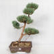 Vonkajšie bonsai - Pinus sylvestris Watereri - Borovica lesná VB2019-26852 - 1/4