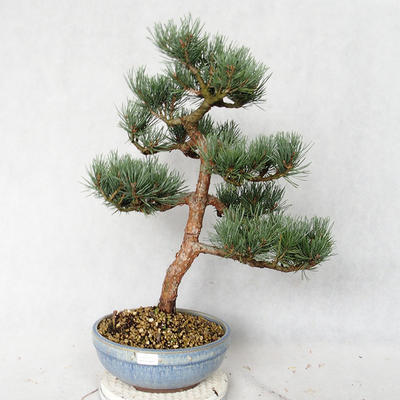 Vonkajšie bonsai - Pinus sylvestris Watereri - Borovica lesná VB2019-26859 - 1
