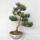 Vonkajšie bonsai - Pinus sylvestris Watereri - Borovica lesná VB2019-26859 - 1/4