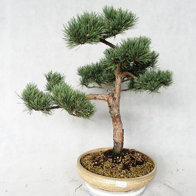 Vonkajšie bonsai - Pinus sylvestris Watereri - Borovica lesná VB2019-26868 - 1