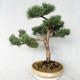 Vonkajšie bonsai - Pinus sylvestris Watereri - Borovica lesná VB2019-26868 - 1/4