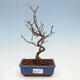Vonkajšia bonsai - Blýskalka chlpatá - Photinia villosa - 1/5