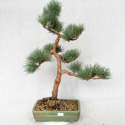 Vonkajšie bonsai - Pinus sylvestris Watereri - Borovica lesná VB2019-26877 - 1