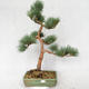 Vonkajšie bonsai - Pinus sylvestris Watereri - Borovica lesná VB2019-26877 - 1/4