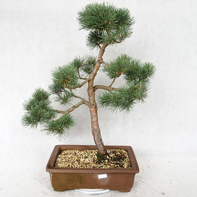 Vonkajšie bonsai - Pinus sylvestris Watereri - Borovica lesná VB2019-26878 - 1