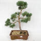 Vonkajšie bonsai - Pinus sylvestris Watereri - Borovica lesná VB2019-26878 - 1/4