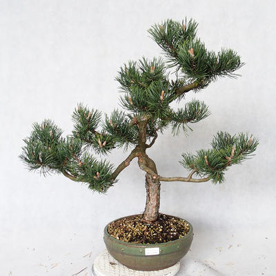 Vonkajšie bonsai - Pinus Mugo - Borovica Marhuľa VB2019-26886 - 1