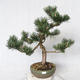 Vonkajšie bonsai - Pinus Mugo - Borovica Marhuľa VB2019-26886 - 1/4