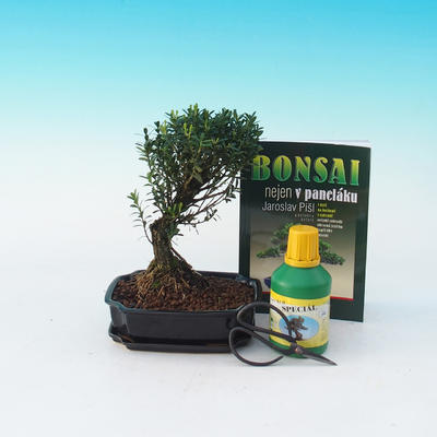 Ficus retusa - Fikus malolistá, Izbová bonsai sada
