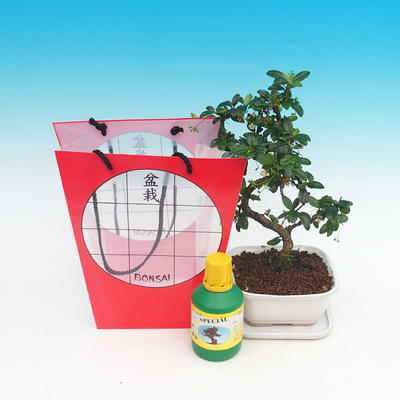 Izbová bonsai v darčekovej taške, Carmona macrophylla - Čaj fuki