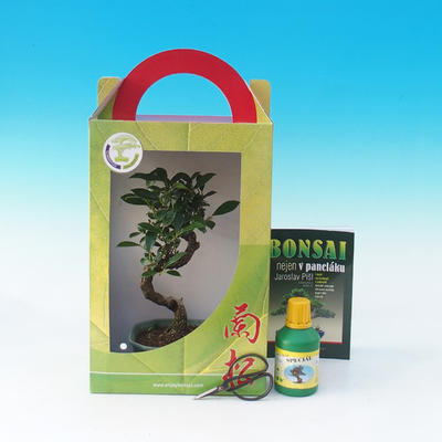 Izbová bonsai v darčekovej krabičke, Ficus retusa - Fikus malolistá - 1