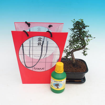 Izbová bonsai v darčekovej taške, Ulmus parvifolia - malolistá brest