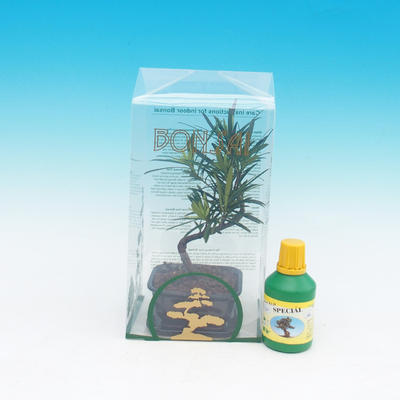 Izbová bonsai v darčekovej krabičke, Podocarpus - Kamenný tis