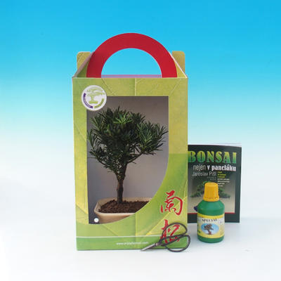 Izbová bonsai v darčekovej krabičke, Podocarpus - Kamenný tis - 1