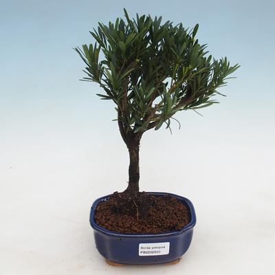 izbová bonsai - Podocarpus - Kamenný tis