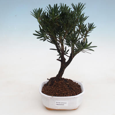 izbová bonsai - Podocarpus - Kamenný tis