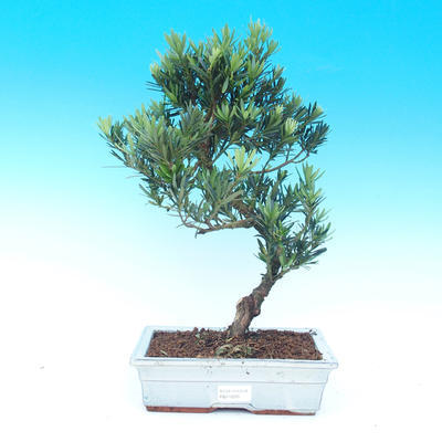 Izbová bonsai - Podocarpus- kamenný tis - 1