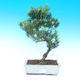 Izbová bonsai - Podocarpus- kamenný tis - 1/4