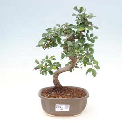 Izbová bonsai - Ulmus parvifolia - Malolistý brest - 1