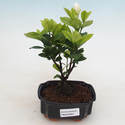 Izbová bonsai - Gardenia jasminoides-Gardenie