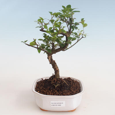Pokojová bonsai - Sagerécie thea - Sagerécie thea 412-PB2191300 - 1