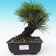 Vonkajšie bonsai - Pinus thunbergii corticosa - borovica korková - 1/5