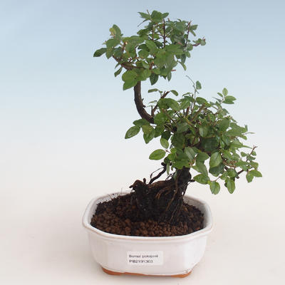 Pokojová bonsai - Sagerécie thea - Sagerécie thea 412-PB2191303 - 1