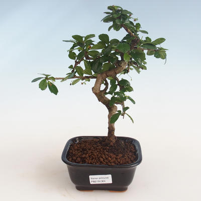 Pokojová bonsai - Carmona macrophylla - Čaj fuki PB2191304 - 1