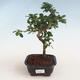 Pokojová bonsai - Carmona macrophylla - Čaj fuki PB2191304 - 1/5